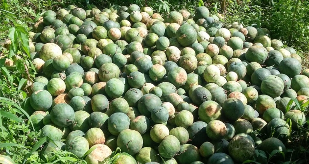 Watermelon